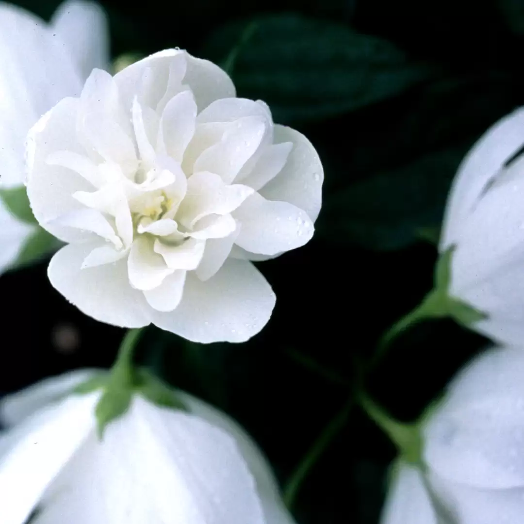 Close up of white Snow Dwarf Philadelphus bloom